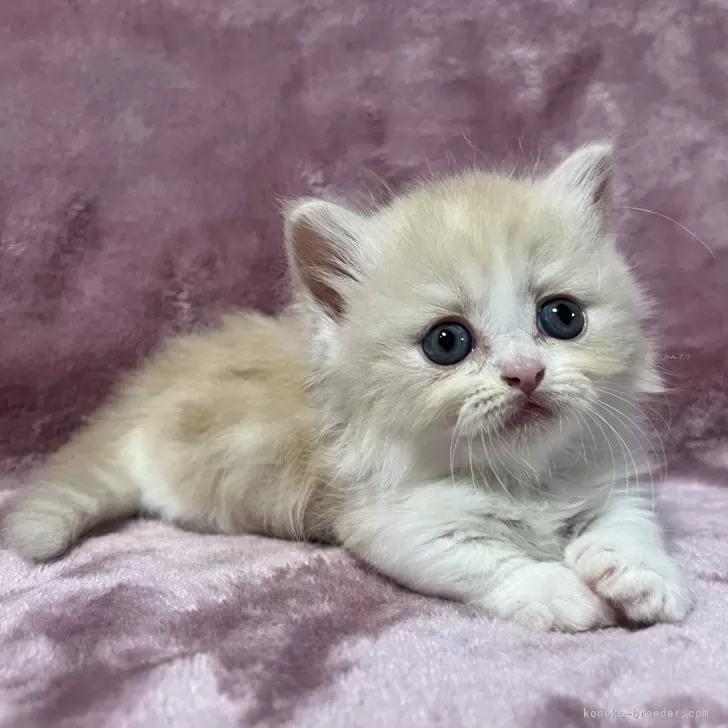 ID：2409-00262の子猫