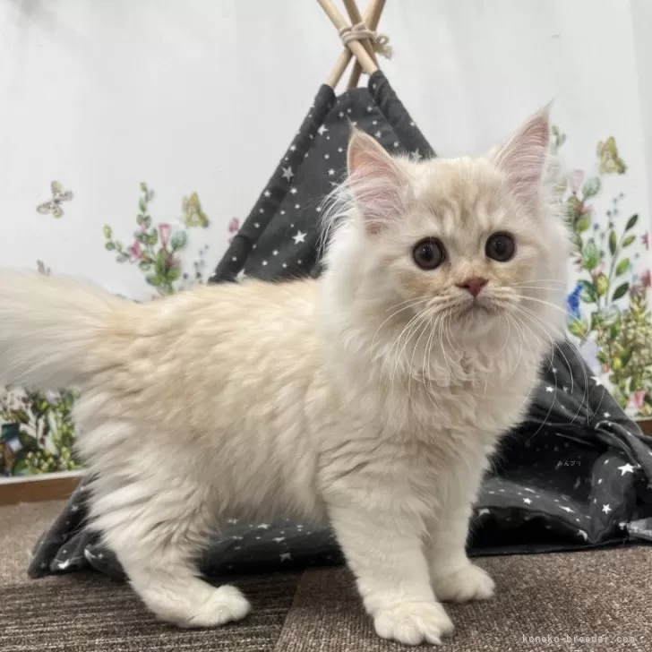 ID:2403-01669の子猫