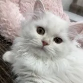 ミヌエット(長足)【京都府・男の子・2023年4月9日・シエルカメオ】の写真1「撮影日　8月10日」