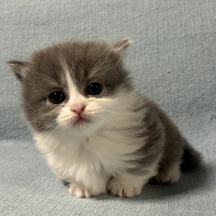 ブリーダー画像