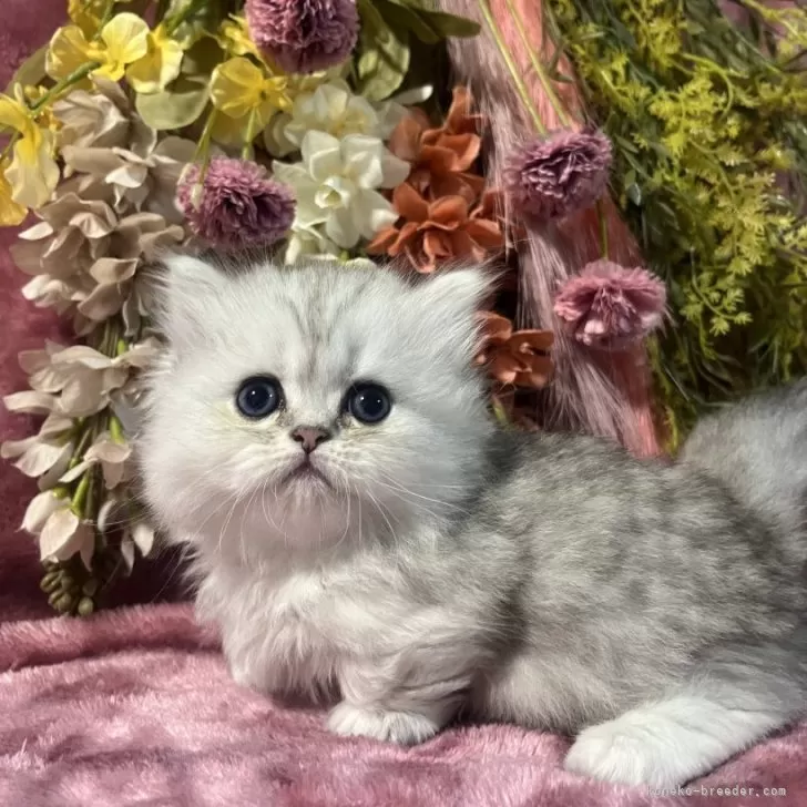 ID:2506-01867の子猫