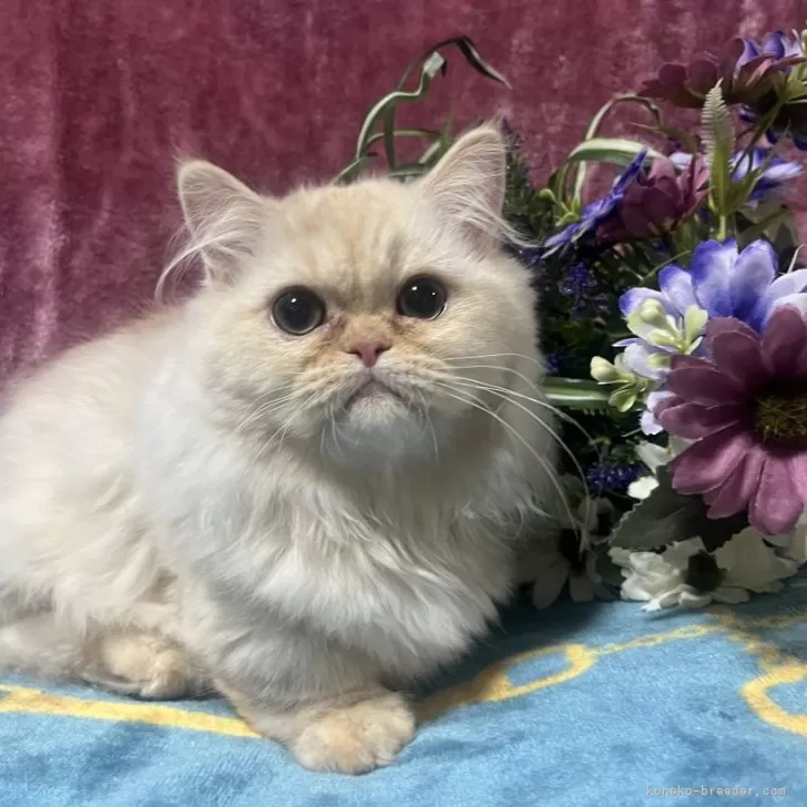 ID：2410-00253の子猫