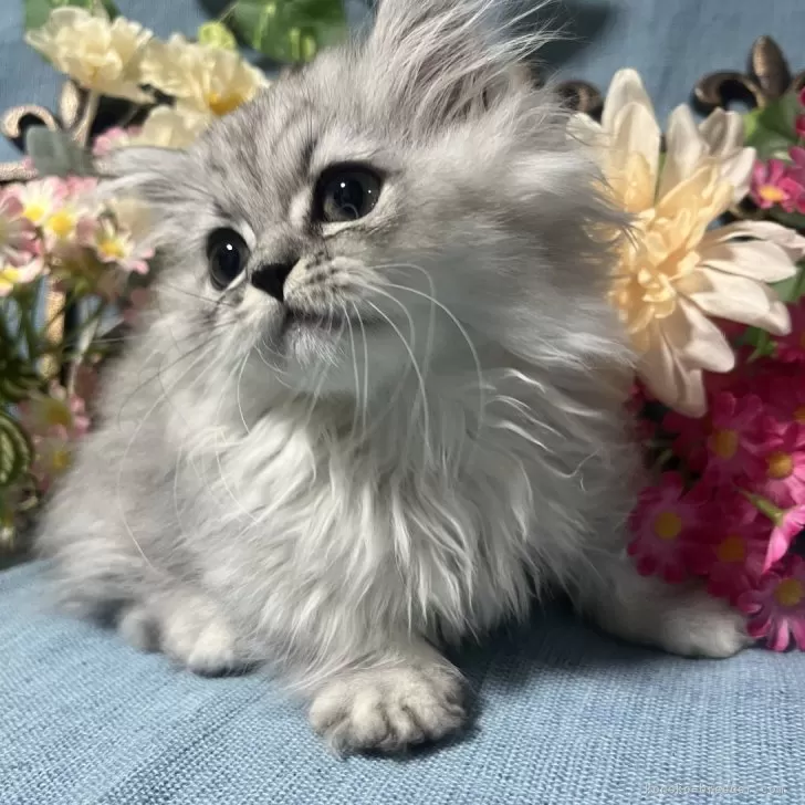 ID：2503-00656の子猫