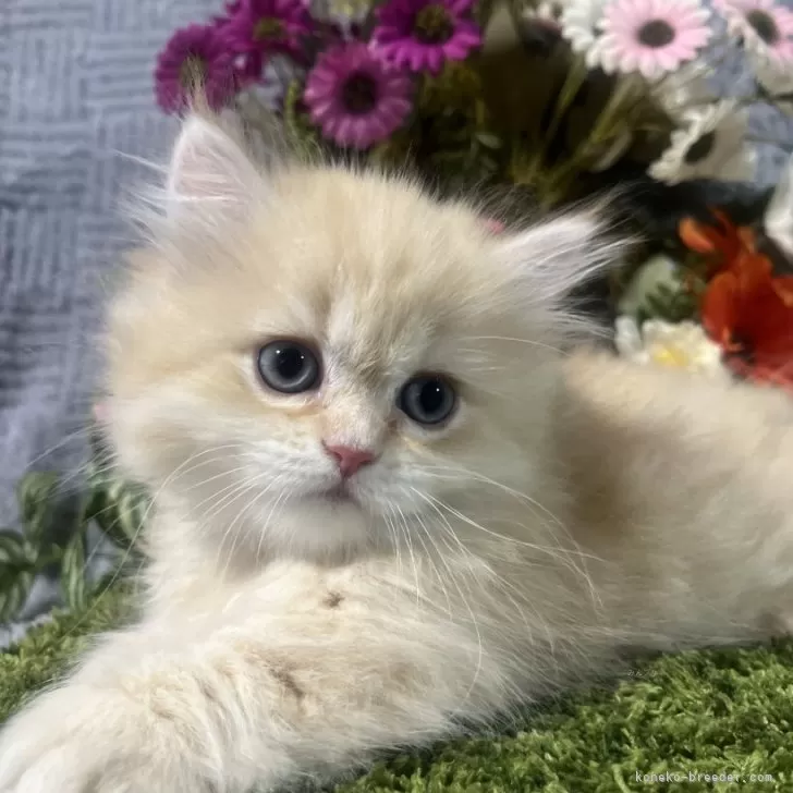 ID：2506-01858の子猫