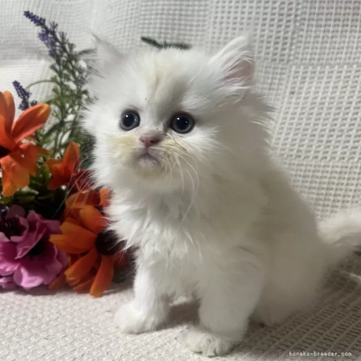 ID:2501-00187の子猫