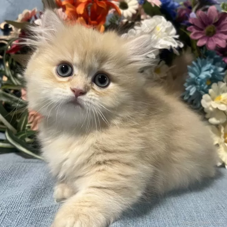 ID：2507-02302の子猫