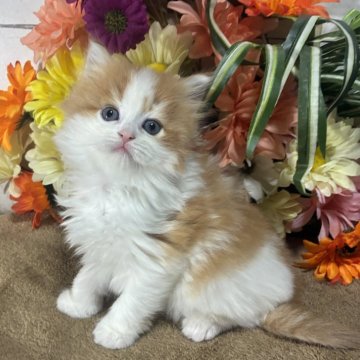 マンチカン(長足)【京都府・男の子・2025年11月6日・レッド&ホワイト（ロング）】の写真「もふもふかわいいマンチカン男の子」