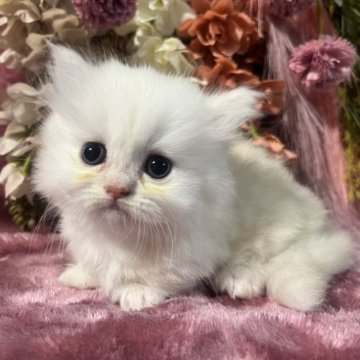 ミヌエット(短足)【京都府・男の子・2025年5月21日・シェーテッドゴールデン（ロングコート）】の写真「もふもふ長毛おっとり超短足😸ママはチャンピオン」