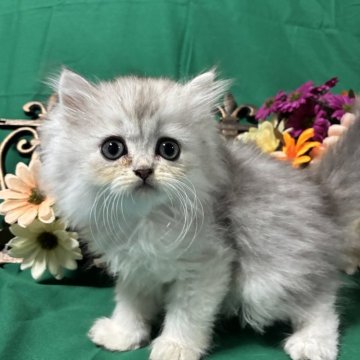 ミヌエット(長足)【京都府・女の子・2025年8月7日・シルバーパッチドタビー（ロングコート）】の写真「人懐っこいミヌエット女の子🩷」