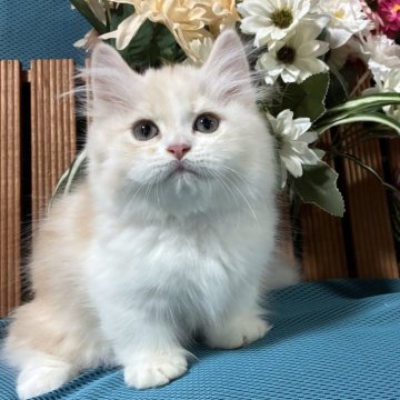 ミヌエット(短足)【京都府・男の子・2025年6月16日・レッドタビー&ホワイト（ロングコート）】の写真「超短足長毛ミヌエット🩷販売期間9月25日まで」