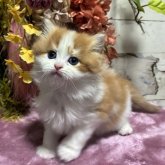 マンチカン(長足)