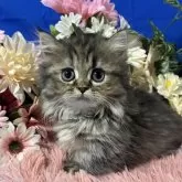 ミヌエット(短足)