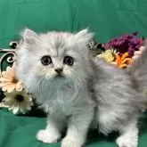 ミヌエット(長足)