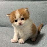 マンチカン(長足)