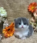 マンチカン(短足)【京都府・男の子・2025年11月6日・ブルー&ホワイト】の写真6