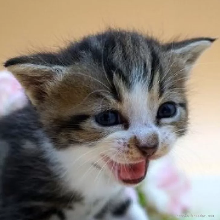 ID：2408-03140の子猫