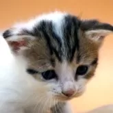 スコティッシュフォールド(立ち耳)【埼玉県・男の子・2024年7月14日・シルバータビー&ホワイト】の写真1