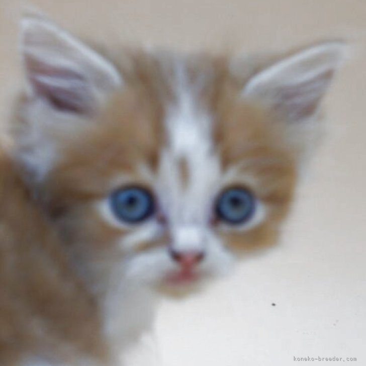 ブリーダー画像