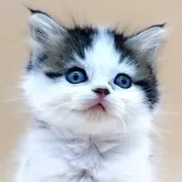 スコティッシュフォールド(立ち耳)