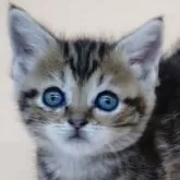 スコティッシュフォールド(立ち耳)