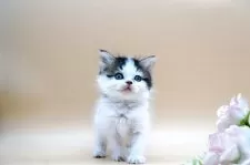 スコティッシュフォールド(立ち耳)【埼玉県・女の子・2025年8月23日・シルバータビー&ホワイト】の写真2「ふんわり優しい瞳が魅力の天使の子猫。そっと寄り添う愛らしさに、毎日が癒しで満たされます。」