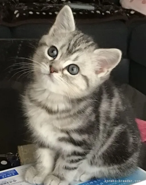 ID:2201-00324の子猫