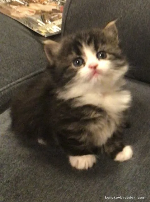 ID：2201-00327の子猫