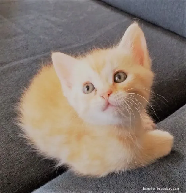 ID：2009-01078の子猫