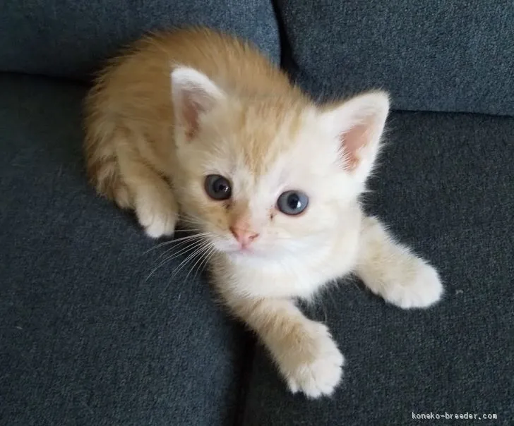 ID：2009-01074の子猫