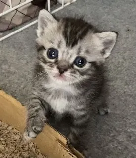ID：2201-00328の子猫
