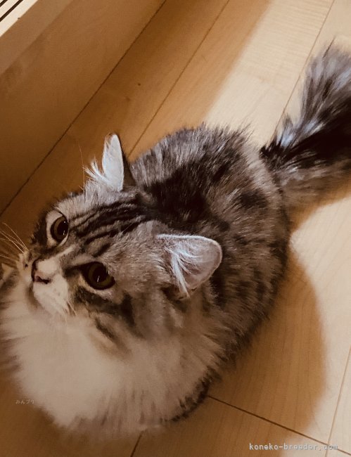 マンチカン【・男の子・2023年1月19日・シルバータビー&amp;ホワイト】