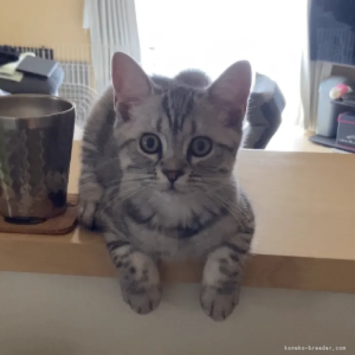 ID:2305-02714の子猫
