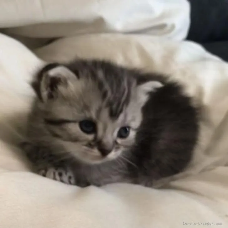 ID：2209-01772の子猫