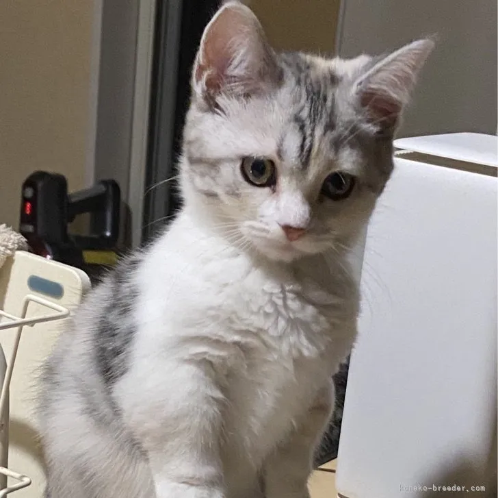 ID：2305-02708の子猫