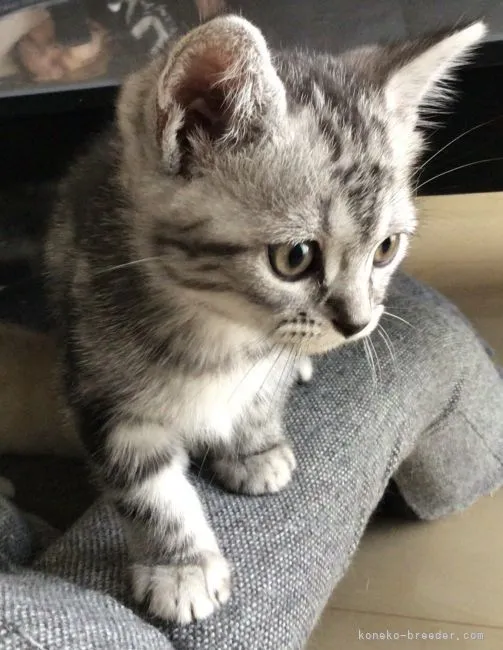 ID：2102-01590の子猫