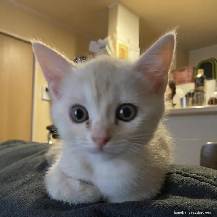 ID:2209-01771の子猫
