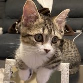 マンチカン(短足)