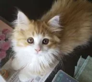 マンチカン(短足)【岩手県・男の子・2021年1月31日・レッドタビー&ホワイト】の写真1