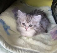 マンチカン【・男の子・2023年1月19日・シルバータビー&ホワイト】