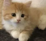 マンチカン(短足)【岩手県・男の子・2021年1月31日・レッドタビー&ホワイト】の写真3