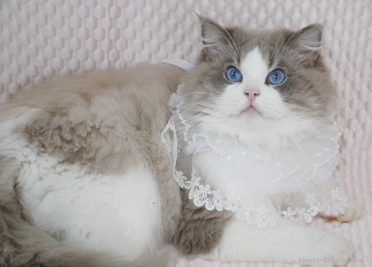 野口　武(のぐち　たけし)ブリーダー(佐賀県・ラグドール・ICC登録)の紹介写真2