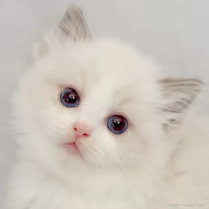 ID：2606-01315の子猫