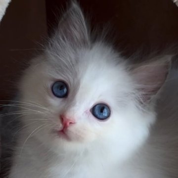 ラグドール【佐賀県・男の子・2026年3月22日・ブルーポイントバイカラー】の写真「目で追いたくなる愛されキャラ🧡」