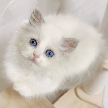 ラグドール【佐賀県・女の子・2025年8月8日・ブルーポイントバイカラー】の写真「お膝だいすき甘えん坊👼🏻」