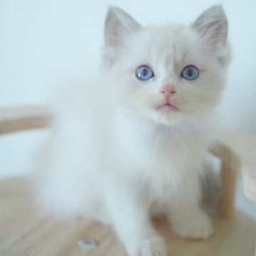 ラグドール【佐賀県・男の子・2025年8月5日・ブルーポイントバイカラー】の写真「愛嬌たっぷり遊びの達人🥰」