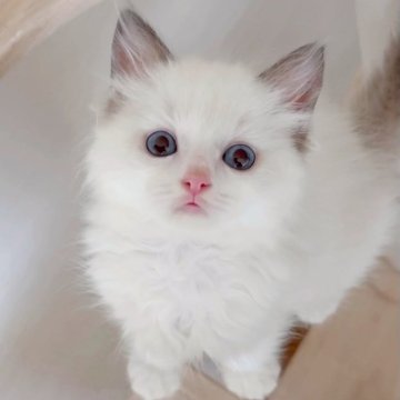 ラグドール【佐賀県・男の子・2025年8月20日・ブルーポイントバイカラー】の写真「上品なブルーポイント×おっとり癒し系💛」
