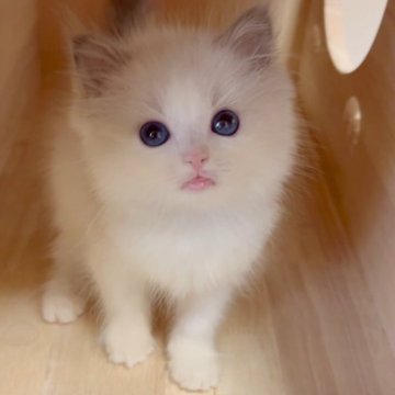 ラグドール【佐賀県・男の子・2025年8月8日・ブルーポイントバイカラー】の写真「ぬいぐるみのような天使🪽」