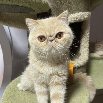 やせねこ 京都】廣瀬 俊之(ひろせ としゆき)ブリーダー｜みんなの子猫