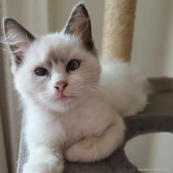ラグドール【千葉県・男の子・2024年7月22日・ブルーポイントバイカラー】の写真1「お目め😠は、つり上がってるけど😰甘えん坊さんなので飼い主様には、めちゃなつきます💓♥️❤️」