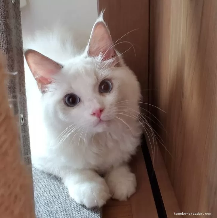 ID:2409-01874の子猫